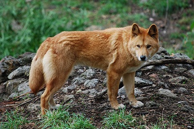 Đặc tính và hình dáng giống chó Dingo hoang dã