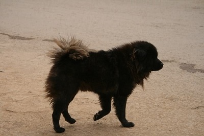 Giống chó Bắc Hà được coi là khuyển của Việt Nam