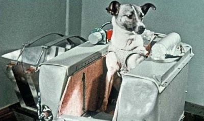 Giống chó Laika xuất hiện trên quỹ đạo