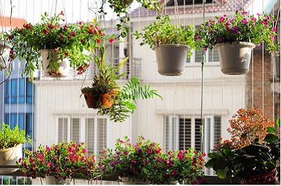 Những loại cây và hoa dễ trồng, dễ chăm sóc, sống tốt ở ban công chung cư