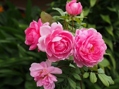 Hướng dẫn kỹ thuật trồng hoa hồng Leo Huntington Rose 
