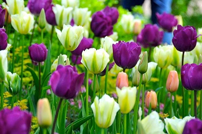 Lý do hoa tulip khép cánh vào buổi tối