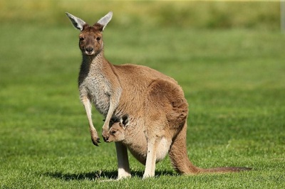 Vì sao kangaroo mẹ lại nuôi con trong túi?