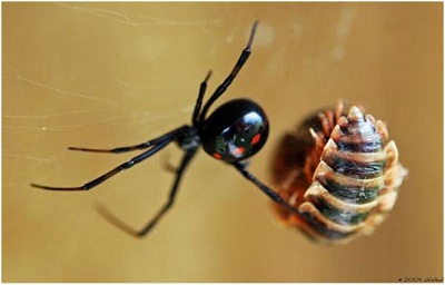 Khám phá những loài nhện đẹp nhưng độc nhất thế giới