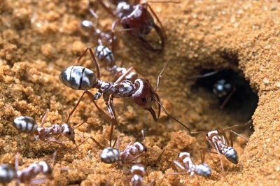 Kiến bạc Sahara loài kiến có sức chịu đựng khủng khiếp