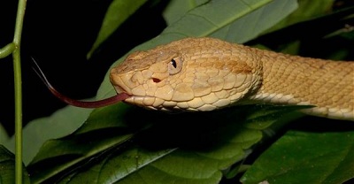 Kinh hoàng với nọc độc của loài rắn có thể làm tan chảy thịt người