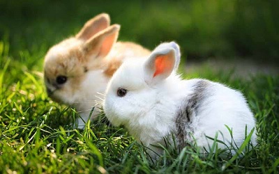 Kỹ thuật chăm sóc thỏ kiểng mang thai theo các chuyên gia thú y