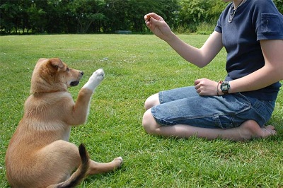 Kỹ thuật dạy chó không ăn lung tung