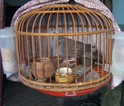 Tìm hiểu chất giọng của chim cu gáy | Diễn Đàn Chim Cảnh Việt Nam