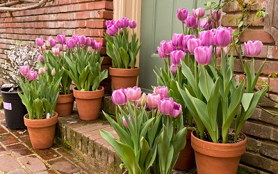 Muốn có chậu hoa Tulip đẹp rực rỡ hãy nhớ kỹ quy trình trồng này!
