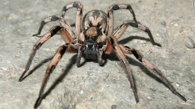 Phát hiện loài nhện mới, được đặt tên theo nhện Aragog trong Harry Potter