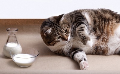 Có nên cho mèo uống nhiều sữa hay không?
