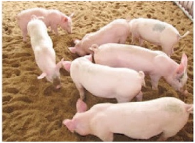 Mô hình nông trại phúc lợi động vật tại Hàn Quốc