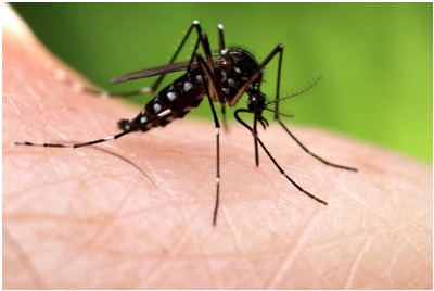 Vết muỗi đốt sưng cứng bất thường phải làm sao?