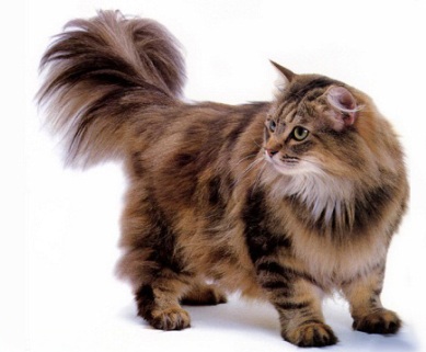 Nguồn gốc của những chú mèo rừng Na-uy đáng yêu