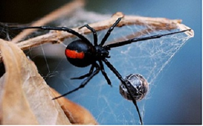 Phải cắt bỏ một chân vì nhện độc cắn và khuyến cáo của chuyên gia