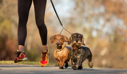 Những điều nên và không nên khi cho chó chạy bộ cùng bạn