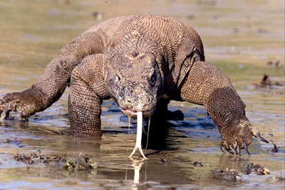 Rồng Komodo: Kẻ săn mồi đáng sợ của các loài động vật
