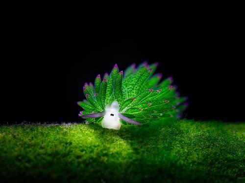 Loài sinh vật đặc biệt dưới đại dương sở hữu vẻ ngoài cực kỳ dễ thương