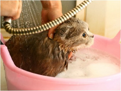 Mùa hè có nên tắm cho mèo thường xuyên? - Chăm vật nuôi | Suckhoecuocsong.com.vn