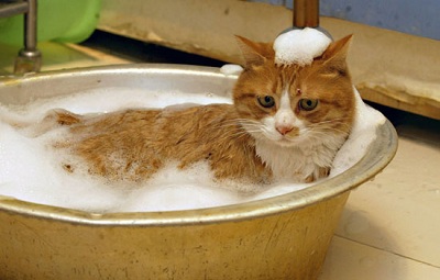 Mùa hè có nên tắm cho mèo thường xuyên?