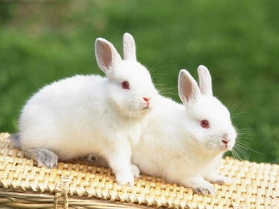 Cách chăm sóc thỏ con mới sinh