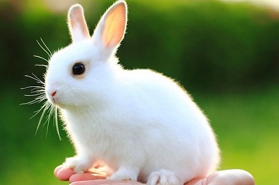 Bí quyết chăm sóc thỏ sống lâu khỏe mạnh