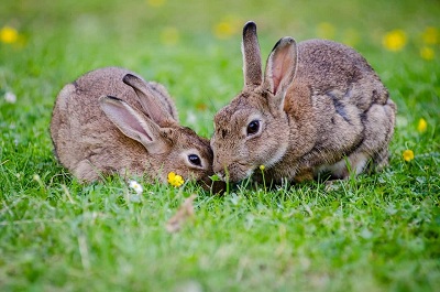 Cách phân biệt giới tính của thỏ