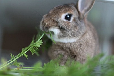 Chế độ dinh dưỡng, khẩu phần ăn của thỏ