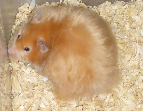 Thời gian mang thai của chuột hamster và các dấu hiệu nhận biết 