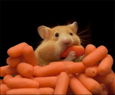 Chuột Hamster thích ăn gì nhất?