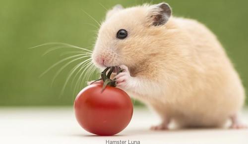Thức ăn nào an toàn, không an toàn cho chuột hamster?