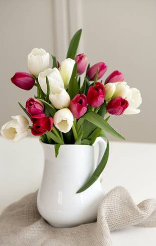 Trồng hoa Tulip không khó như bạn tưởng