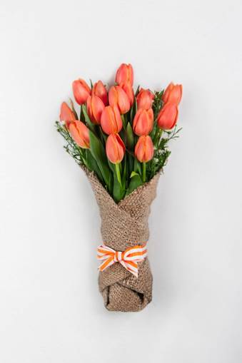 Trồng hoa Tulip không khó như bạn tưởng