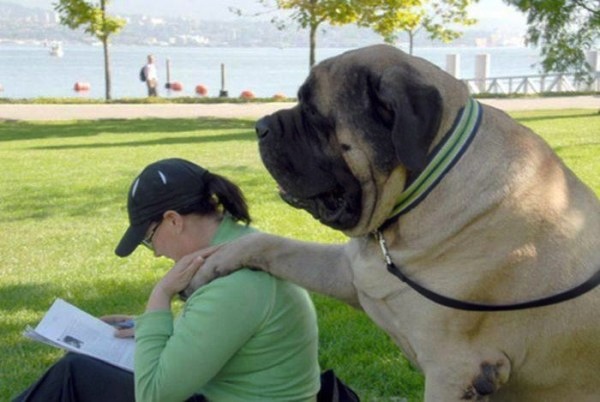 Ngộ nghĩnh: những chú chó siêu bự vẫn nghĩ mình còn bé