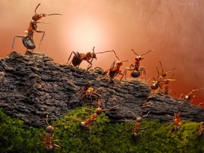 Đàn kiến và bức tường