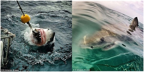 Điểm tên các công viên cá mập đáng sợ trên thế giới