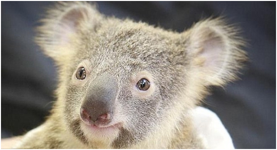 Tình mẫu tử của loài gấu Koala khiến người đọc rớt nước mắt