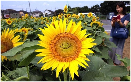 Nhật Bản: Hoa hướng dương ‘biết cười’ có một không hai