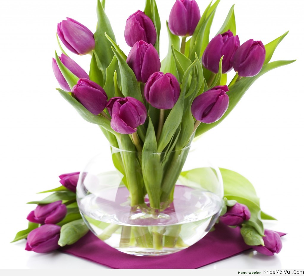 Trồng hoa Tulip không khó như bạn tưởng