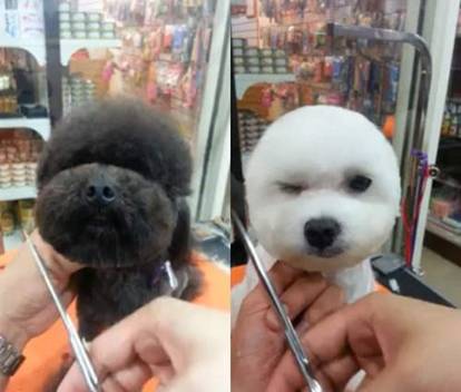 Đài Loan xuất hiện trào lưu hot: Chó đầu vuông, mặt tròn