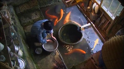 Cả thế giới thán phục người Nhật vì rửa bát, rửa rau ở ngay kênh nuôi cá