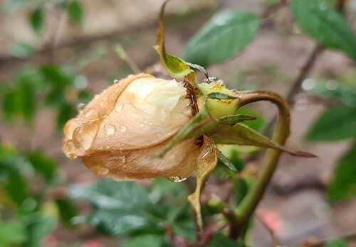Bệnh héo Verticillium khiến hoa nụ hoa hồng không nở: nguyên nhân, phòng trừ