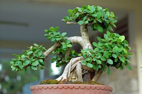 Hướng dẫn cách dùng dây kẽm uốn cành cho bonsai