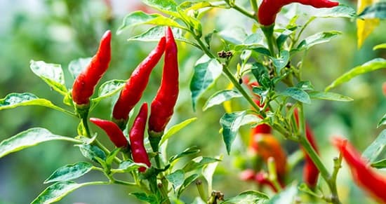 Hướng dẫn cách trồng ớt tại nhà cho sai quả, ít sâu bệnh