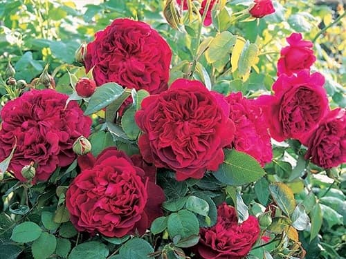 Hướng dẫn chăm sóc hoa hồng William Shakespeare