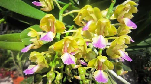 Kinh nghiệm chăm sóc lan Hoàng Nhạn phát triển tốt, hoa lâu tàn