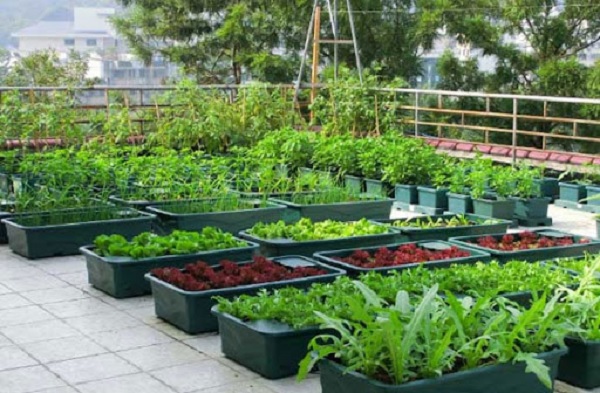 Kinh nghiệm chọn chậu trồng rau sạch trên sân thượng, ban công