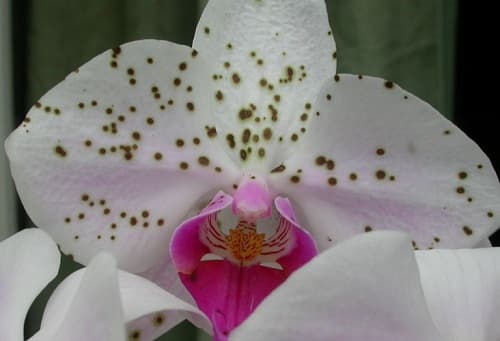 Kinh nghiệm trị bệnh đốm bông ở hoa lan cực hiệu quả