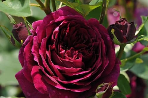 Kinh nghiệm trồng hoa hồng The Prince rose